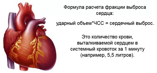Повышенный сердечный выброс. Фракция выброса сердца норма. Сердечный выброс. Выброс в сердце что такое. Сердечный выброс сердца.