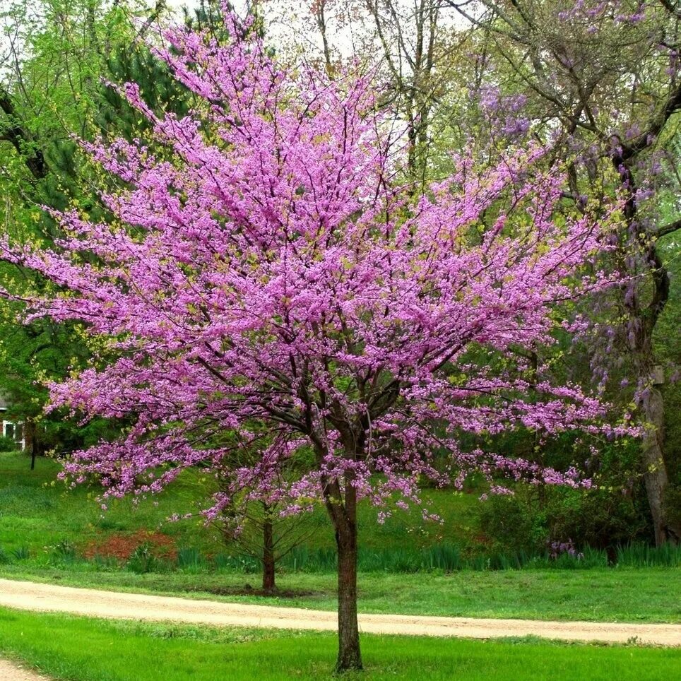 Багрянник фото. Церцис канадский Cercis canadensis. Церцис Иудино дерево. Багрянник Европейский Иудино дерево. Церцис канадский (багрянник).