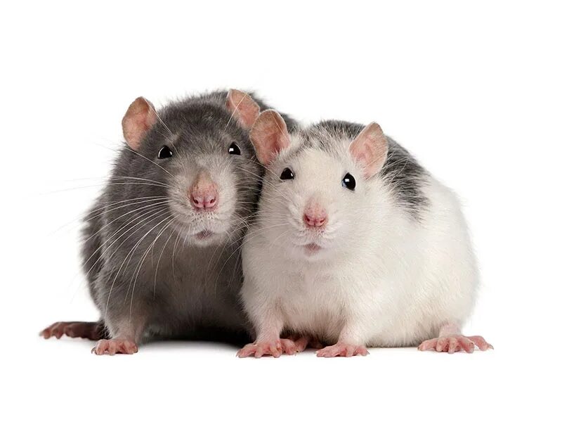Ля ты крыса полная. Крыса фото. Крысы Близнецы. Крысы двойняшки. Сиамская крыса.