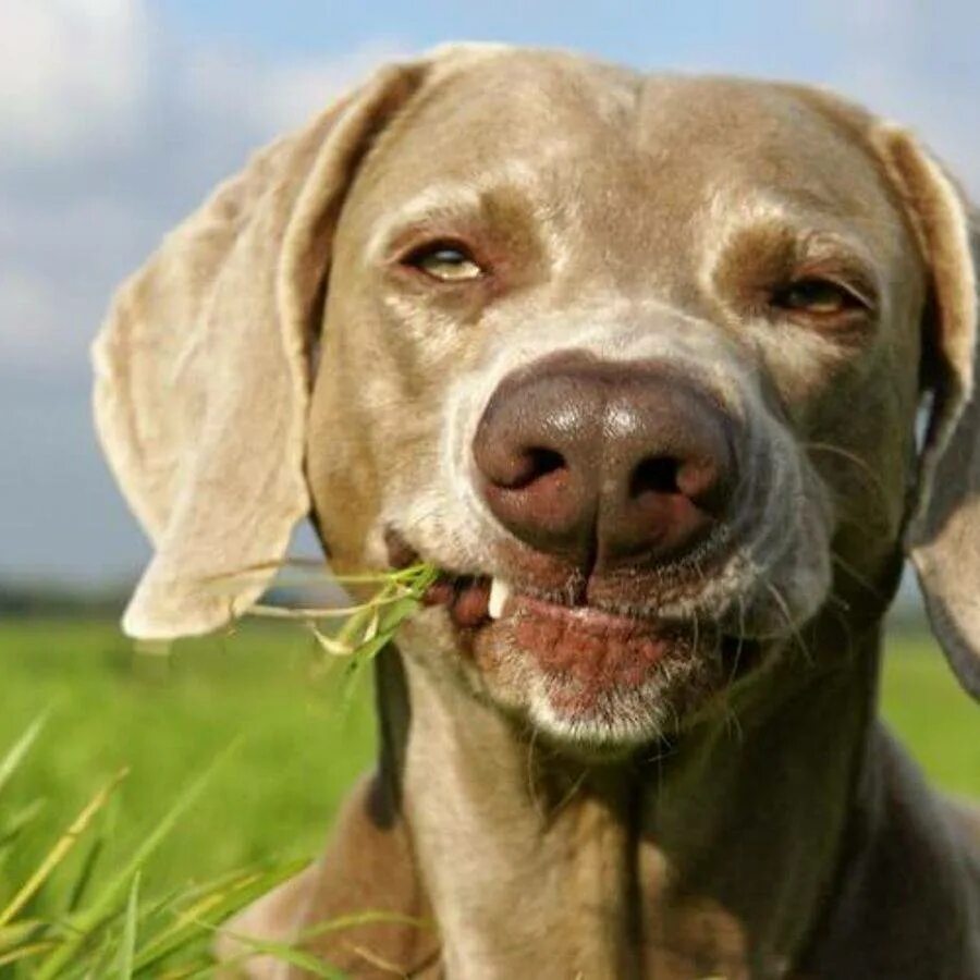 Собака ест траву. Собака жует. Пес ест траву. Собака ест зелень. Зачем собаки едят траву