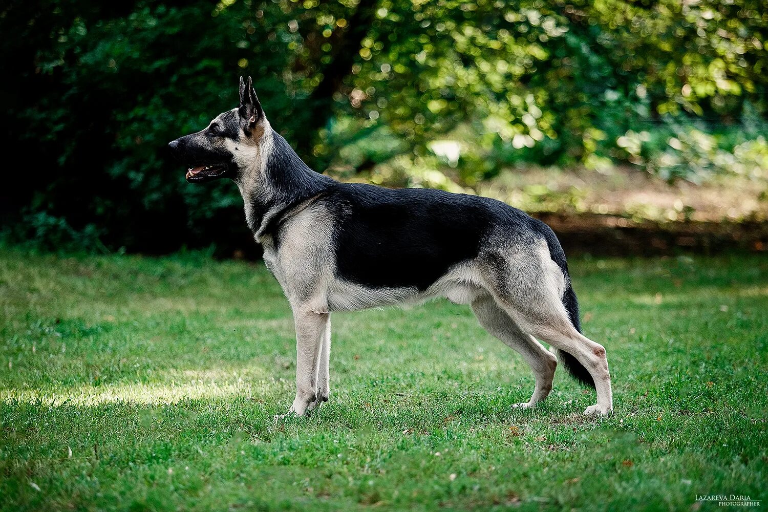восточно-европейская овчарка. европейская овчарка имена. вео овчарка. восточно-европейская овчарка. европейская овчарка имена.