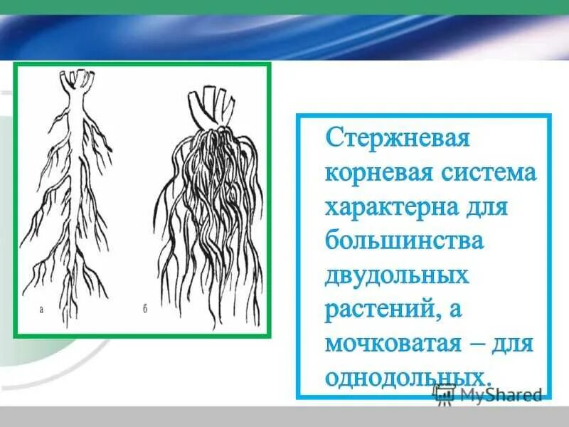 Строение мочковатой корневой системы. Стержневая и мочковатая корневая система. Мочковатый Тип корневой системы. Что такое стержневая система и мочковатая система.