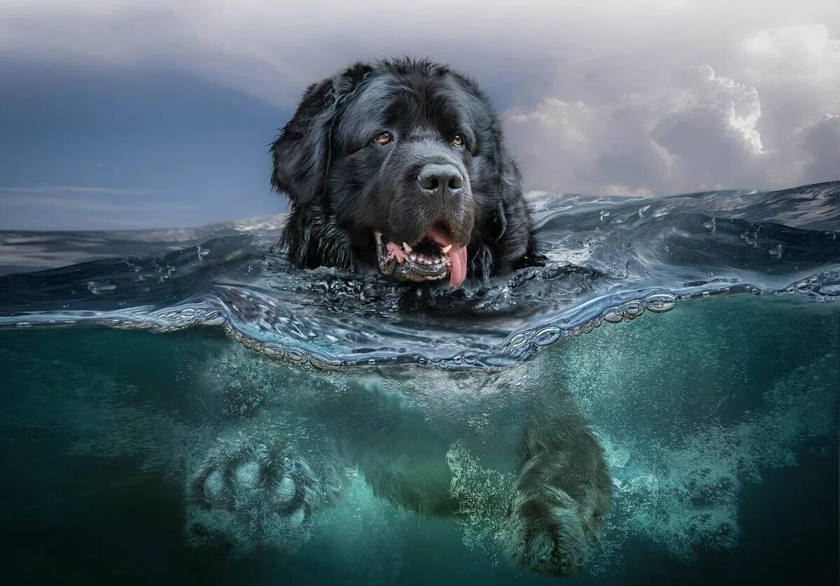 К чему снится большая собака. Ньюфаундленд. Ньюфаундленд (порода собак). Водолаз собака. Собаки спасатели породы ньюфаундленд.