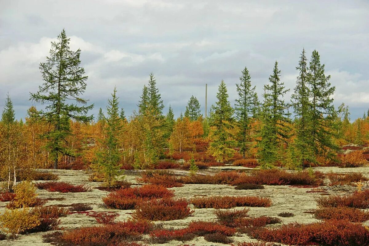 Средняя субарктическая тундра. Архипелаг земля франца-иосифа. Южная кустарниковая тундра. Северная земля леса. Национальный парк земля франца иосифа.
