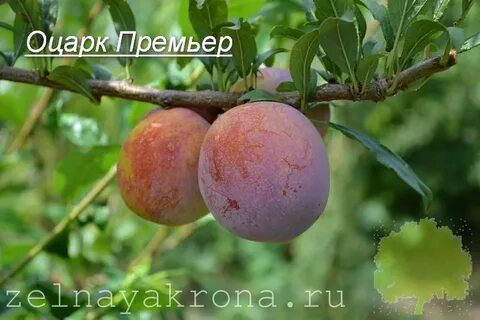 Слива оцарк премьер описание