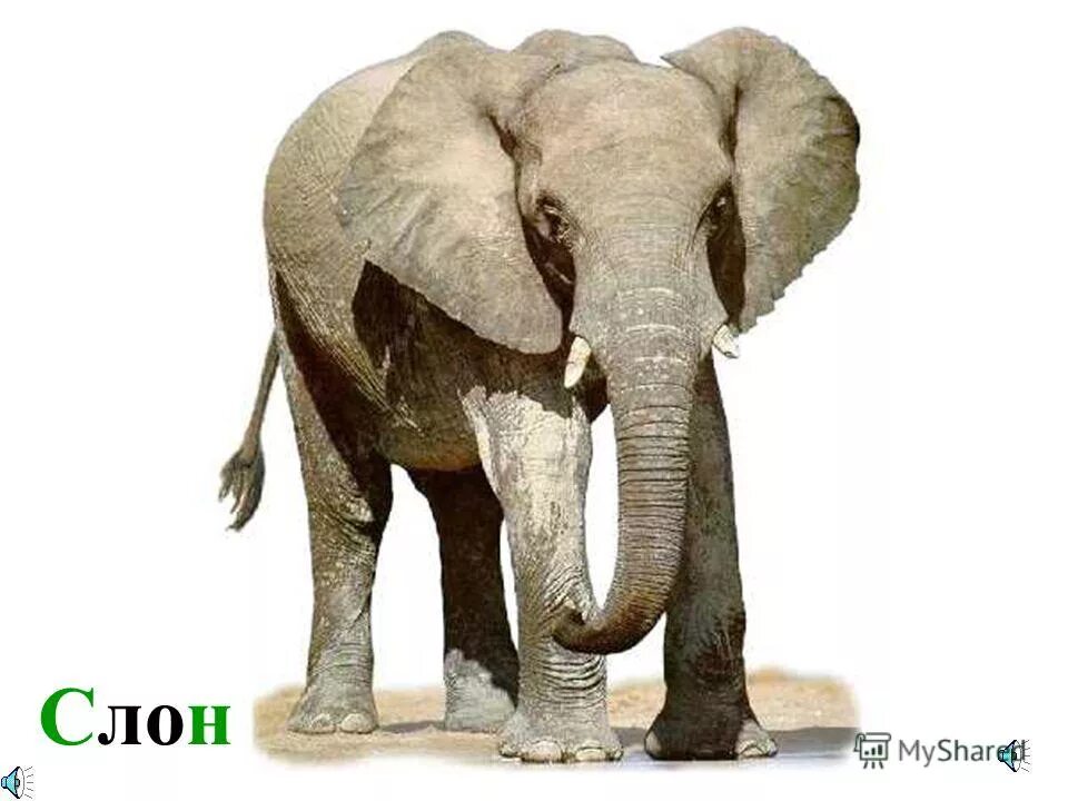 аудиокнига слон. аудиозапись слон. дамбо слоны. куприн а. дамбо 2019.