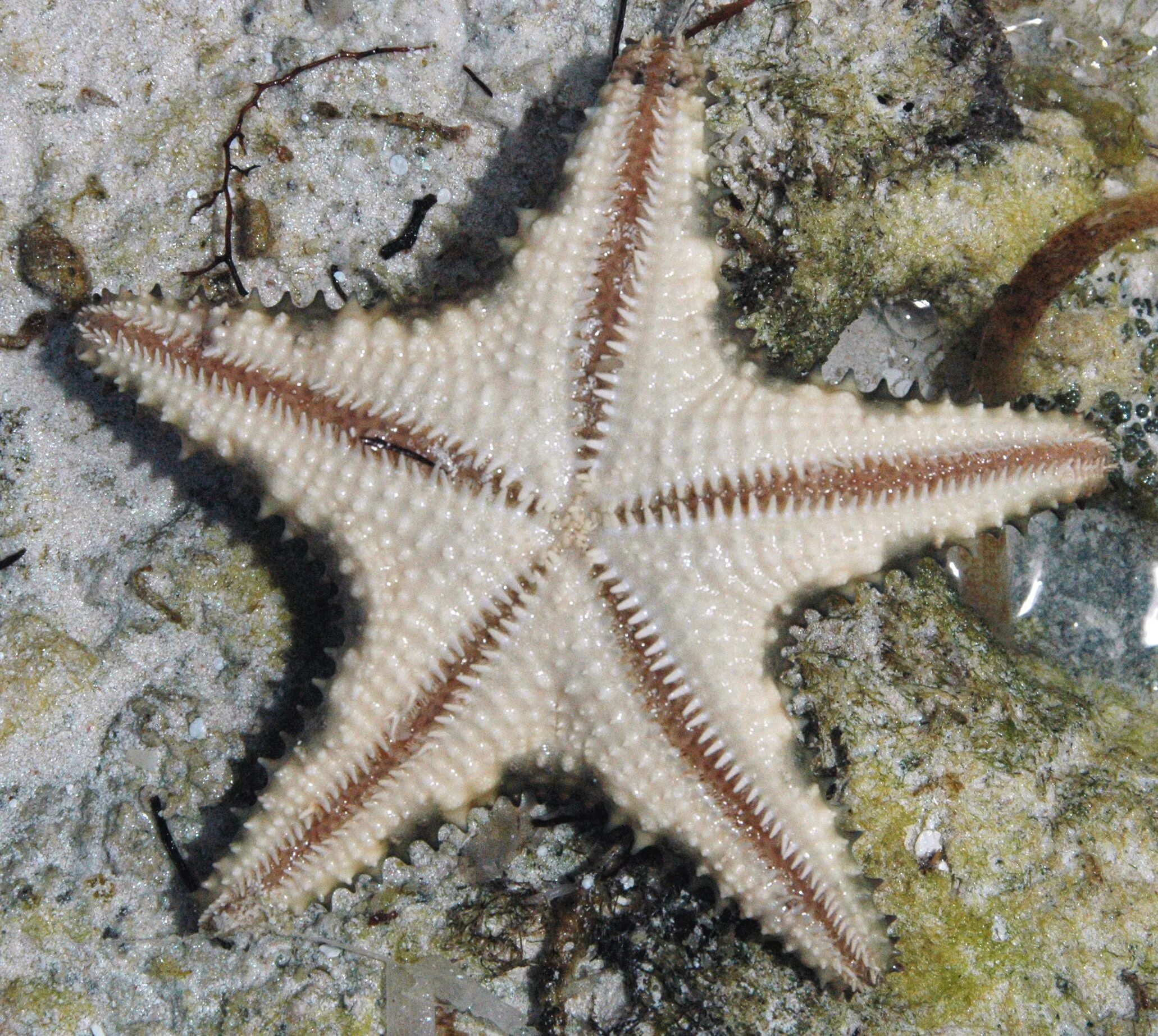 Лучевая симметрия моллюсков. Ophiocoma echinata. Шестиконечная морская звезда. Морские звезды Ордовик. Морская звезда гониактиниды.