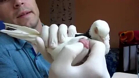 Голуби ульяновска