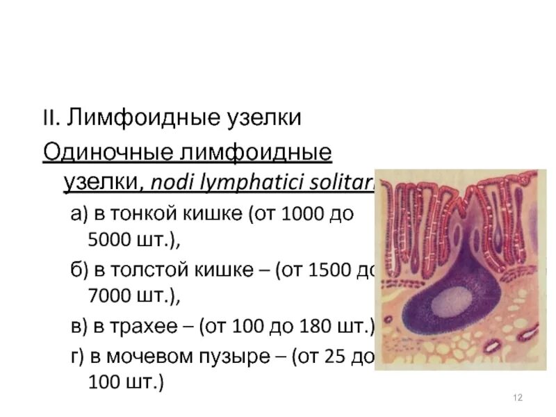 Лимфоидные узелки в кишечнике. Лимфоидный фолликул лимфатического узла гистология. Лимфоидные узелки слизистых оболочек. Пейеровы бляшки и лимфоидные фолликулы. Одиночные лимфоидные узелки.