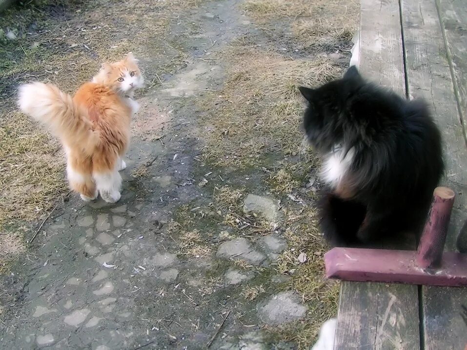 Ты туда не ходи. Без кота и жизнь не та стих. Кот туда сюда. Смешные животные на заборе. Хожу по квартире туда сюда.