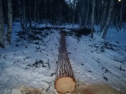 Космическая ты погубила мою сосну