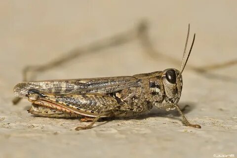 Short horned grasshopper