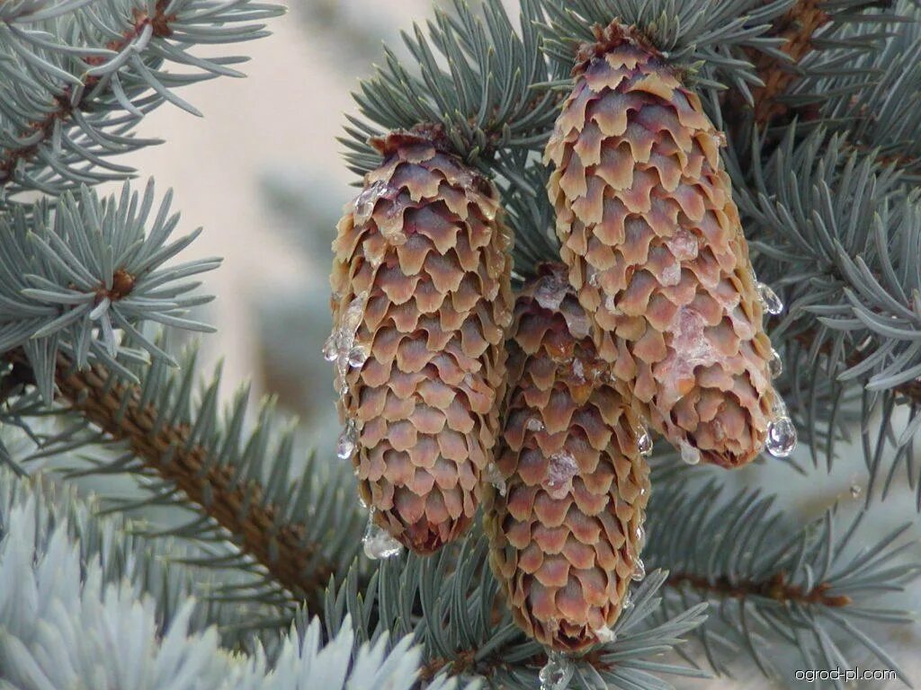 Описание шишек ели. Picea pungens шишки. Picea pungens шишка. Ель корейская (Picea koraiensis). Ель колючая голубая шишки.