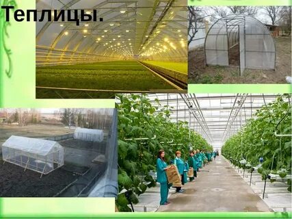 Защищенные теплицы