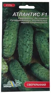 Огурцы сорт атлантис