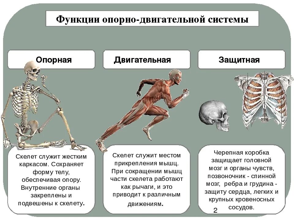 Опорно двигательная система какие функции. Функции активной части опорно-двигательной системы. Функции опорной системы человека. Система органов опорно – двигательная система функции. Характеристика опорно двигательной системы.