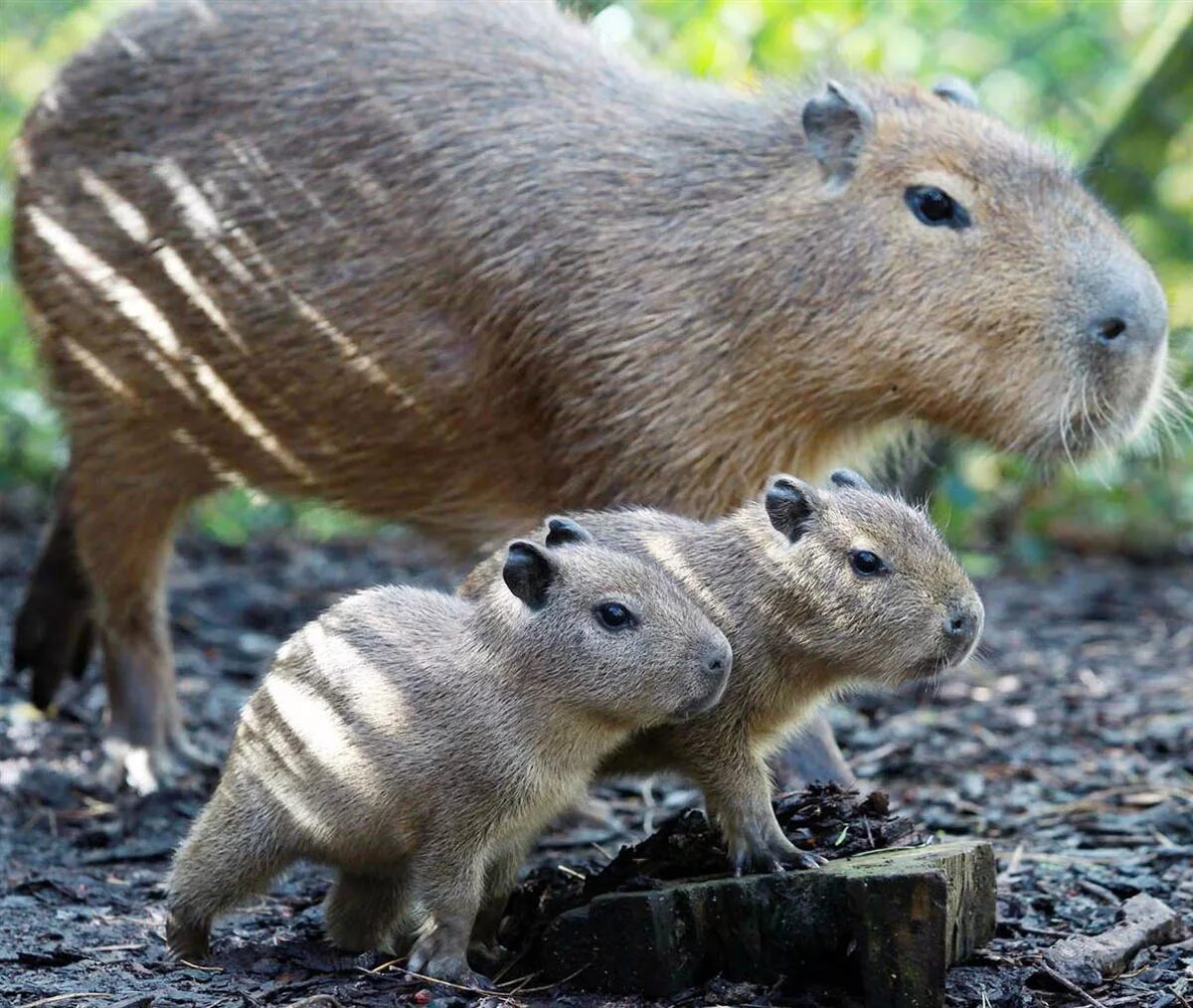 My pets capybaras. Карликовая капибара. Северная Америка капибара. Капибара детеныш. Венесуэла капибары.