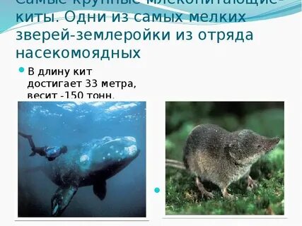 Какое животное является крупнейшим