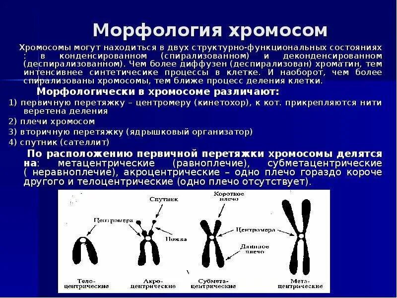 Хромосомы и их значение