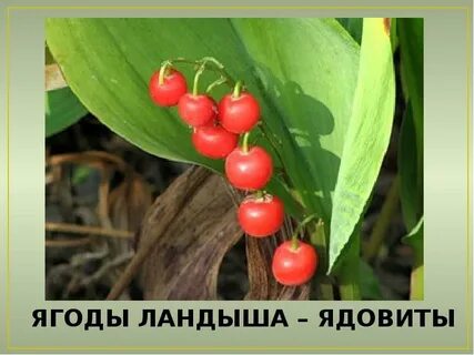 Ягоды какого растения ядовиты