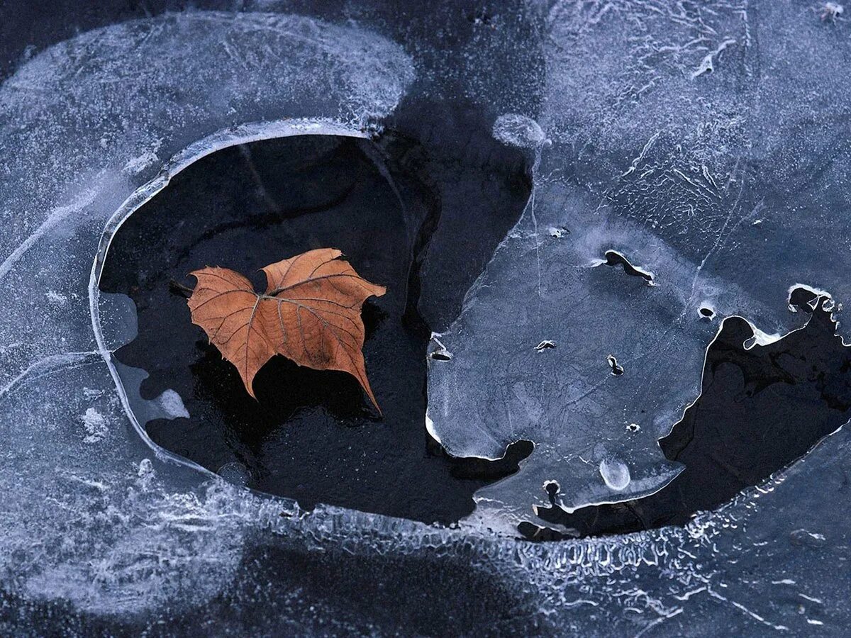 Тихо покрывает лед. Лед на лужах. первый лед на лужах. тонкий лед на лужах. осенний лед.