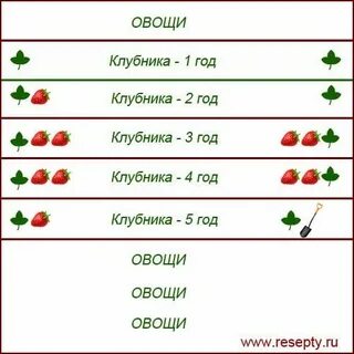 Какое расстояние между кустами клубники при посадке