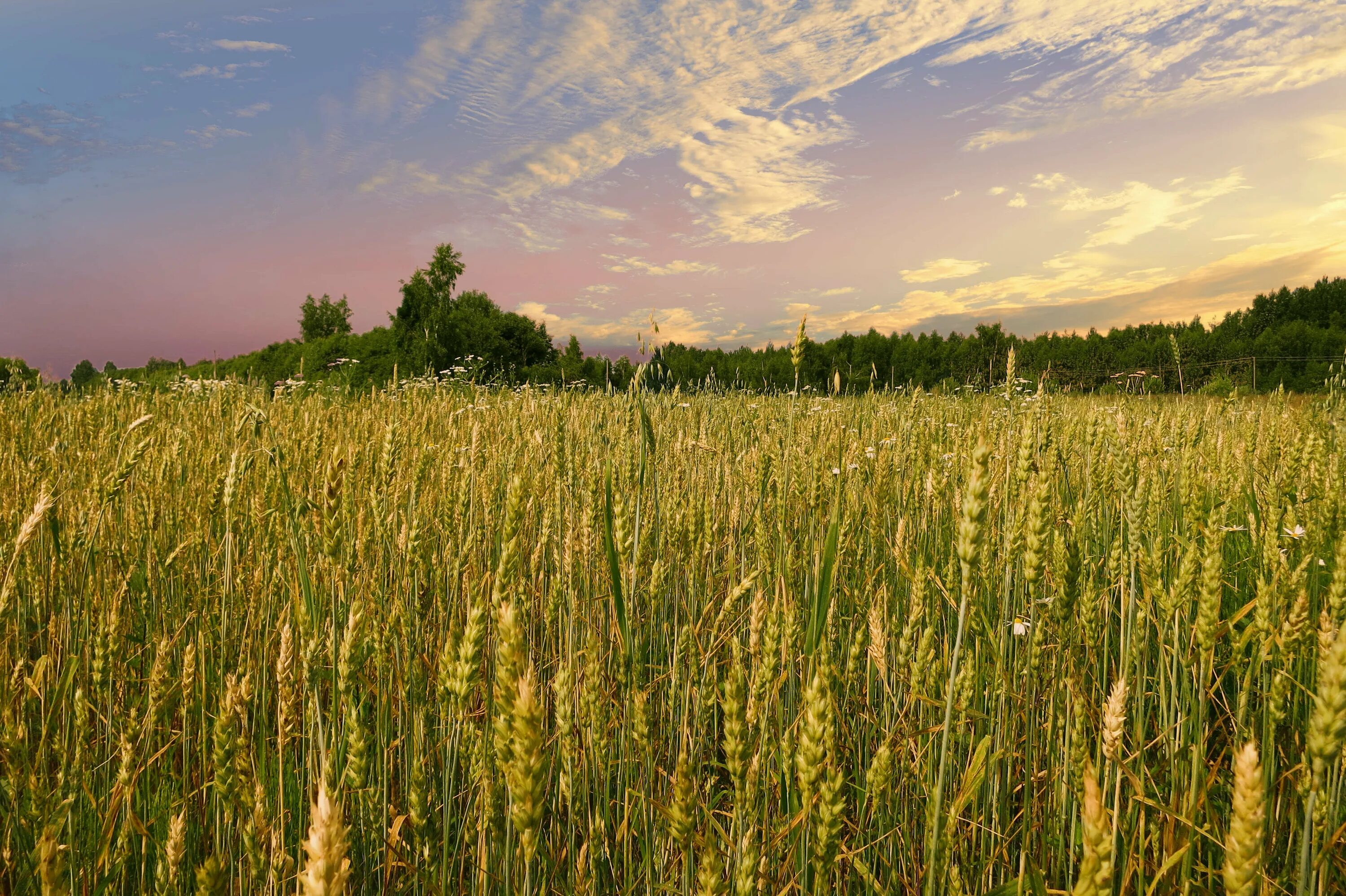 Путнин пшеничное поле. Степи кубани. На поле летом. Природа поле. На поле летом.