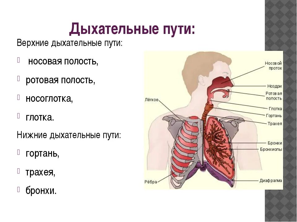 Верхние и нижние дыхательные пути схема. Дыхательная система легкие топография. Дыхательные пути. Какие верхние дыхательные пути. Структура верхних дыхательных путей.