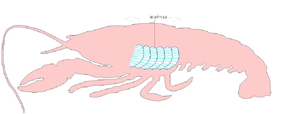 Как дышат раки. Дыхательная система ракообразных. Система дыхания ракообразных. Дыхательная система жабры у членистоногих. Строение дыхательной системы ракообразных.