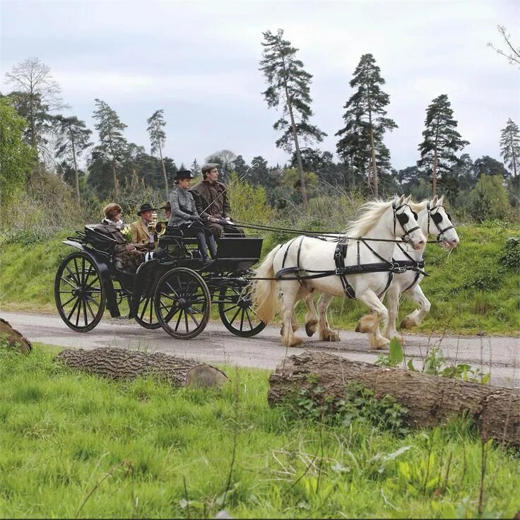 Horse-Drawn Carriage Horse Horses free image download