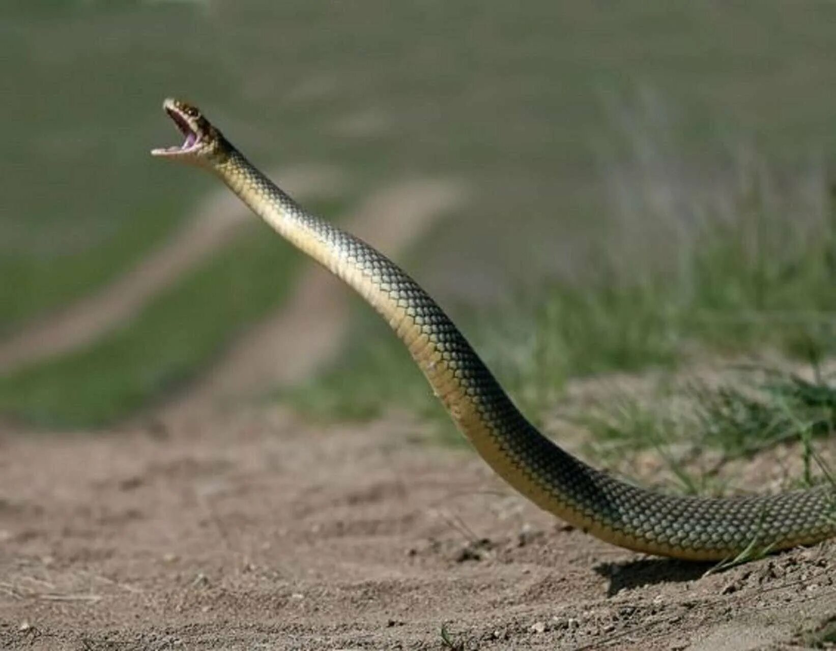 Желтобрюхий полоз (Dolichophis caspius). Желтобрюхий Каспийский полоз. Полоз змея желтобрюхий. Желтобрюхий полоз Краснодарский.