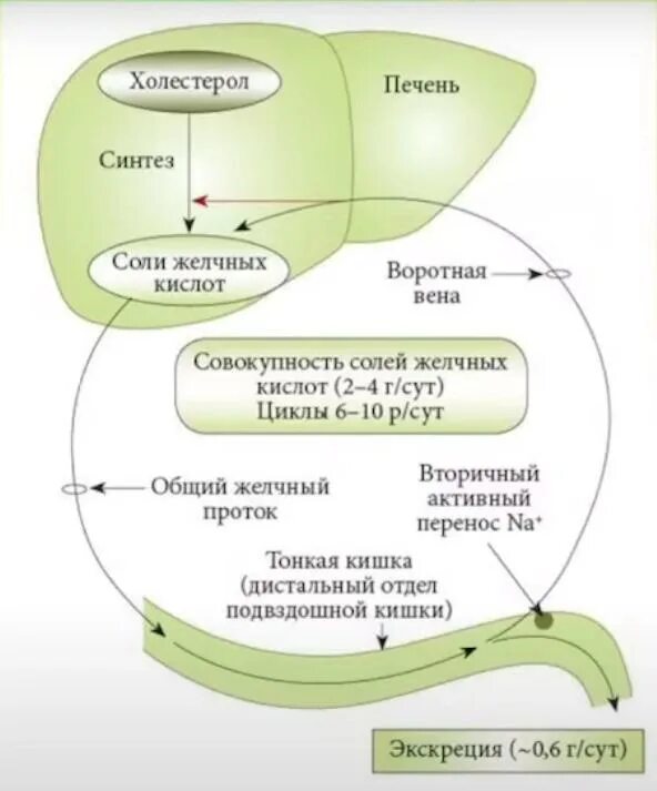 Желчные кислоты печени. Синтез желчи схема. Схема циркуляции желчных кислот. Схема синтеза желчных кислот. Энтерогепатическая циркуляция желчных кислот схема.