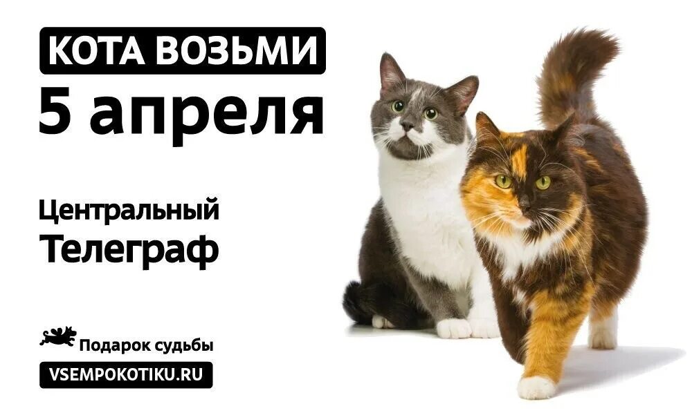 Подбери кота. Возьми кота. возьмите котика. кошки на пристройство картинка. возьми котейку из приюта.
