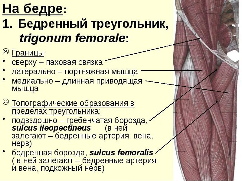 Латеральный значение