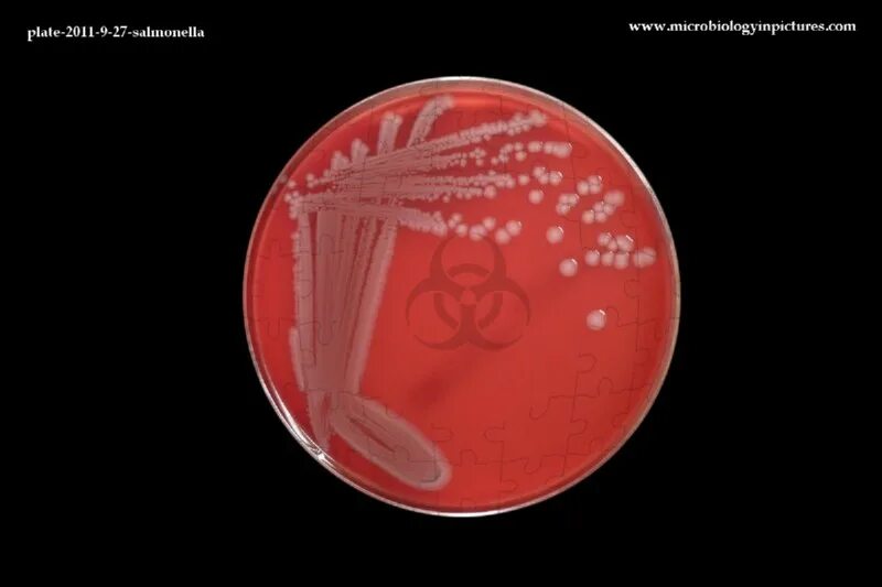Антигенная структура сальмонеллы тифи. Сальмонелла строение бактерии. Сальмонелла содержит ядро. Бактерия сальмонелла тифи. Сальмонелла содержит ядро.