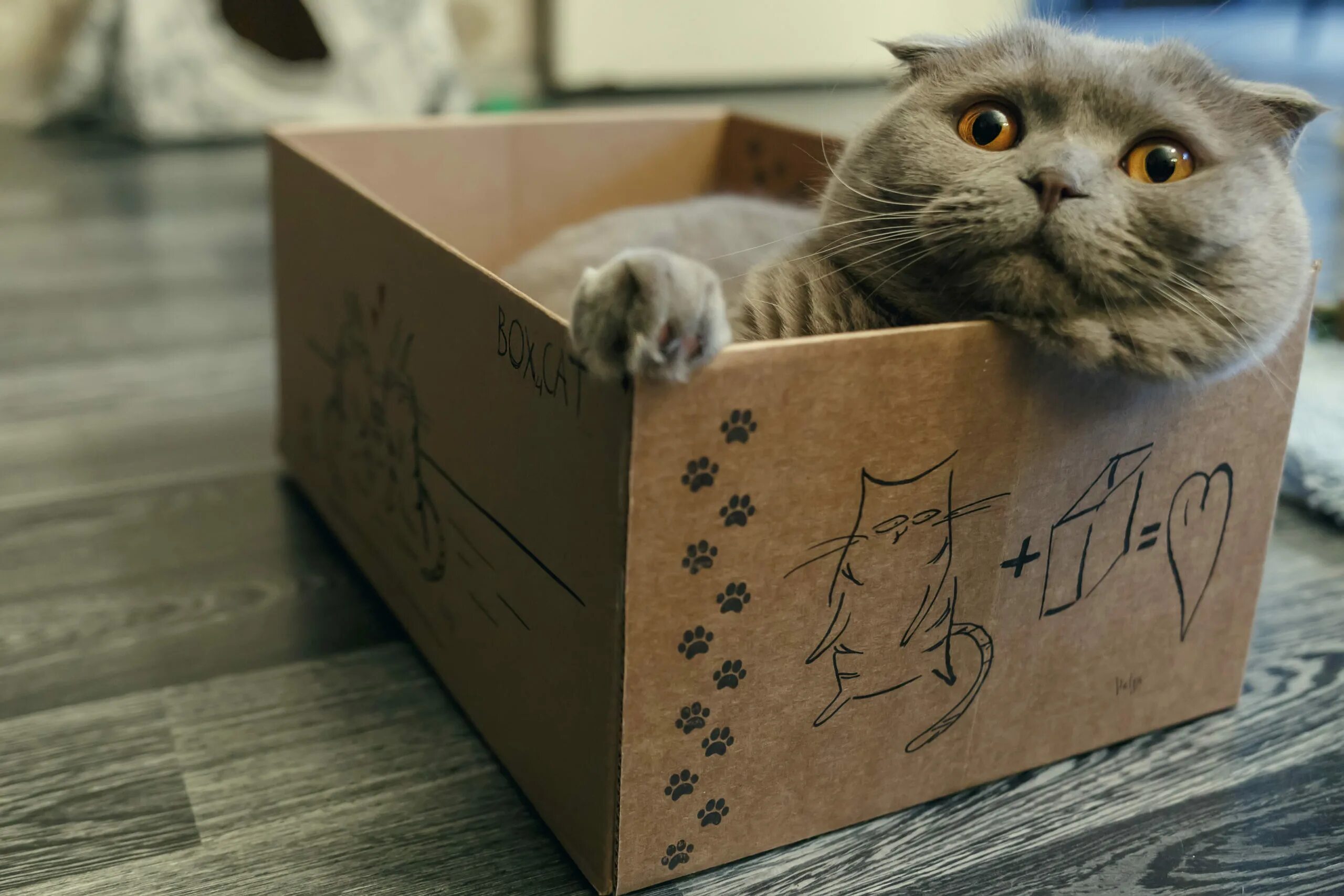 Почему коты любят коробки. Коты в коробках. кошка в коробке. котик в коробочке. коробка для кота.