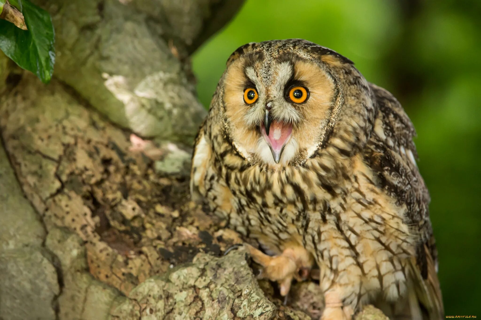 Сова какое животное. Голова совы. Виргинский филин. Сова какое животное. Сыч и ушастая сова.