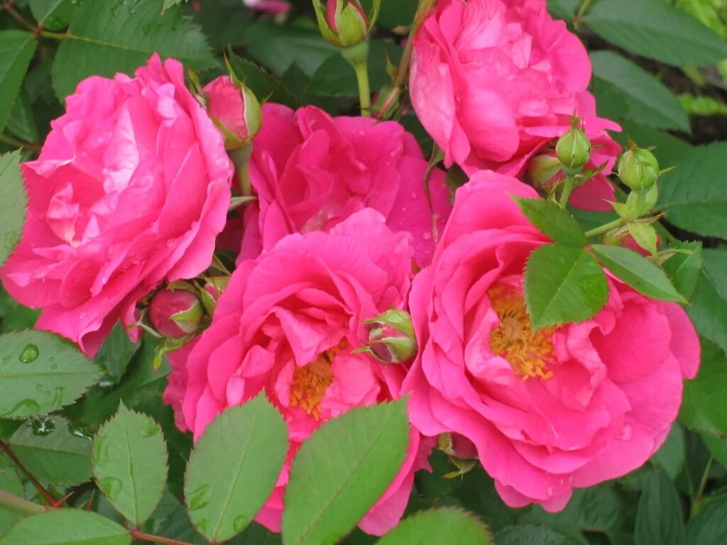 Самые стойкие розы для северо-запада. Томат оранжевый габбана. Лучший сорта для северо запада. Розы для северо-запада. Яблоня флорина.