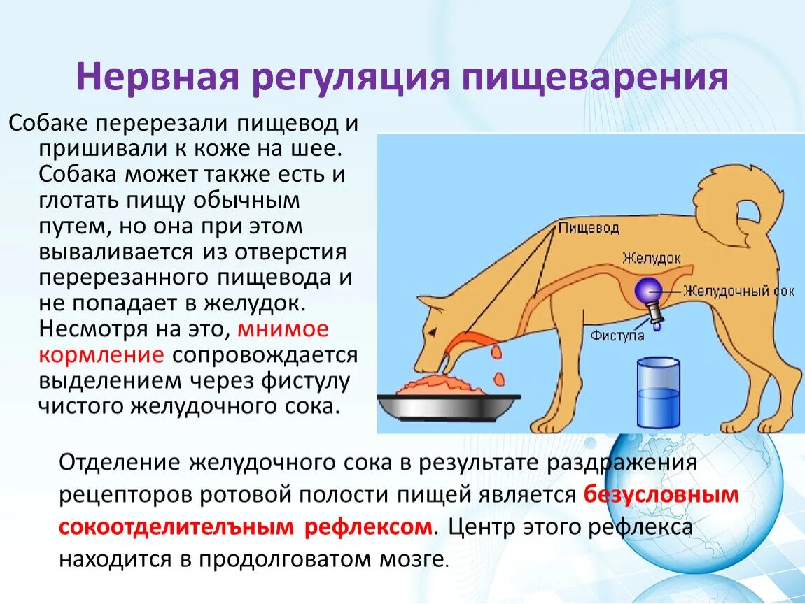 Вероятней всего имеют. Регуляция пищеварения 8 класс биология. Регуляция пищеварения опыты Павлова центры. Нервная регуляция пищеварения 8 класс биология. Регуляция пищеварения 8 класс и п Павлов.