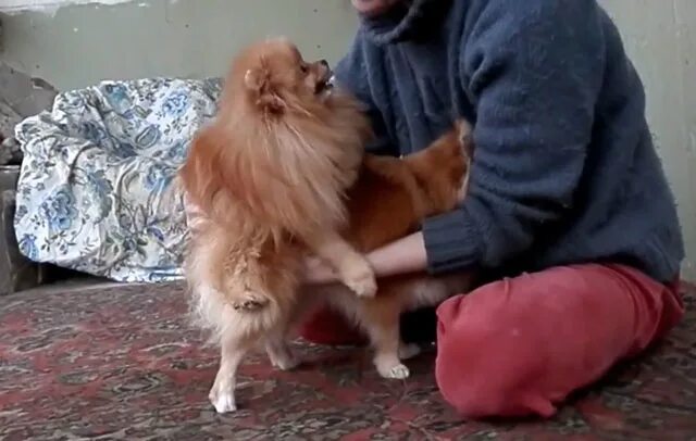 Вязка померанского шпица с фото и видео