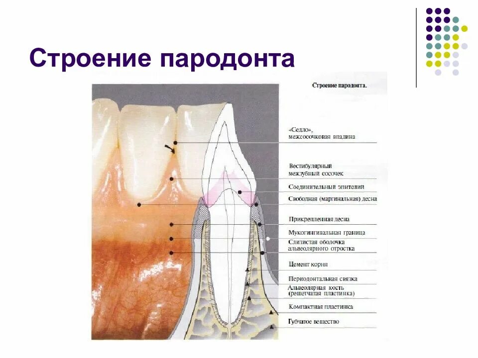 Схема строения тканей пародонта. Строение зуба и тканей пародонта. Строение тканей пародонта гистология.