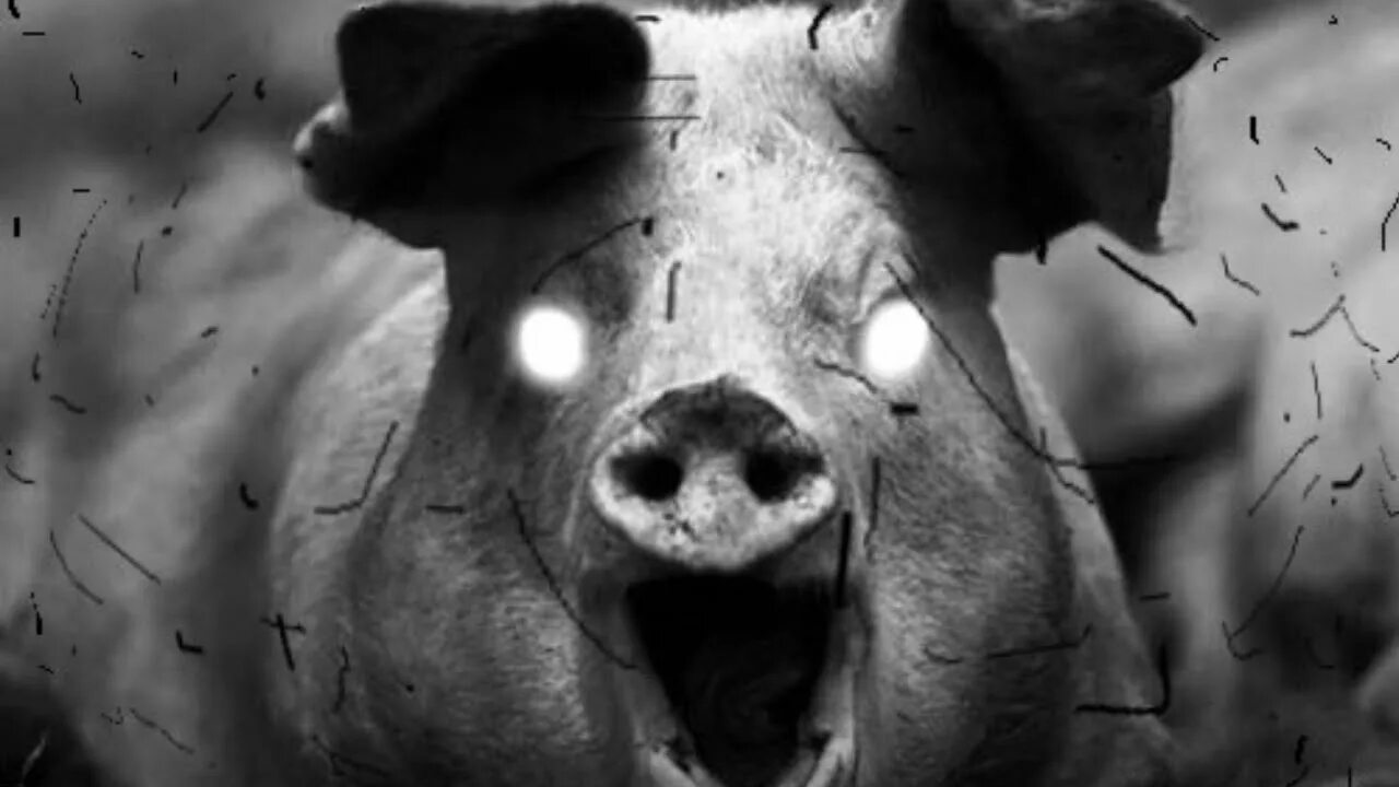 Кот бегемот страшные истории. 0 правила. Свинтус придет в реальной жизни. Свинтус придет мем. Свинтус придет мем.