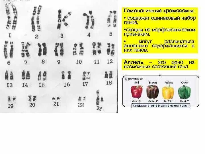 Сколько хромосом содержит эритроцит собаки. Одинаковый набор хромосом. Набор генов. Хромосомы содержащие одинаковый набор генов. Хромосомы схожие морфологические и имеющие одинаковый набор генов.