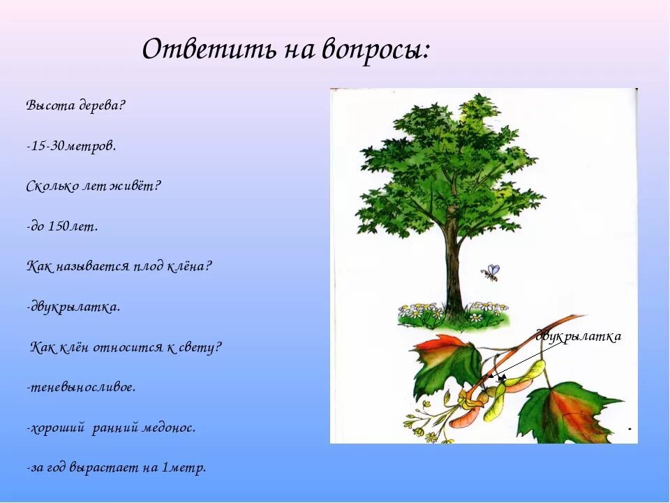 Сколько растет 1 дерево. Продолжительность жизни деревьев клен. Сколько лет живет клен. Продолжительность жизни деревьев клен клен. Клен срок жизни дерева.