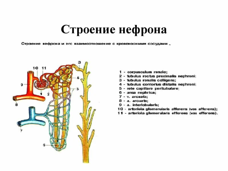 Строение вторичной почки. Морфофункциональная характеристика нефрона. Структура и функции нефрона тазовой почки млекопитающих. Вторичная почка характеристика. Строение нефрона предпочки