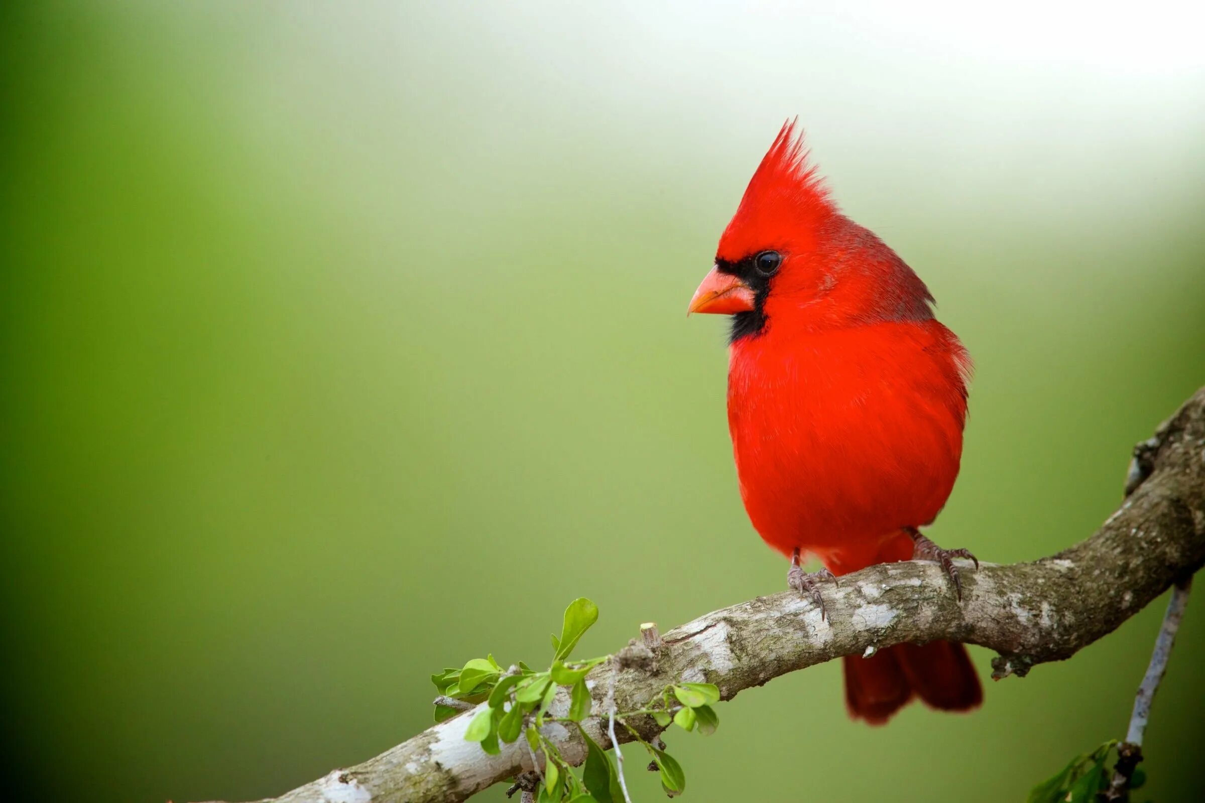 Группа красные птицы. Попугайный Кардинал. Красный Кардинал. Виргинский Кардинал птица. Канарейка красный Кардинал.