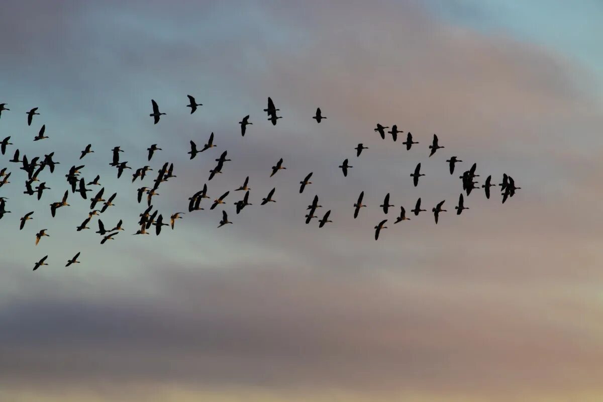 Жизнь мигрирующих птиц