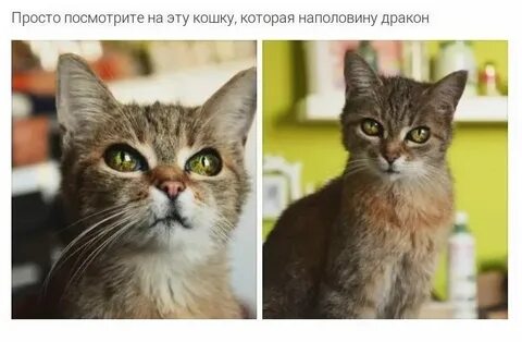 Она не кошка