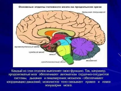 Сосудистый центр головного мозга