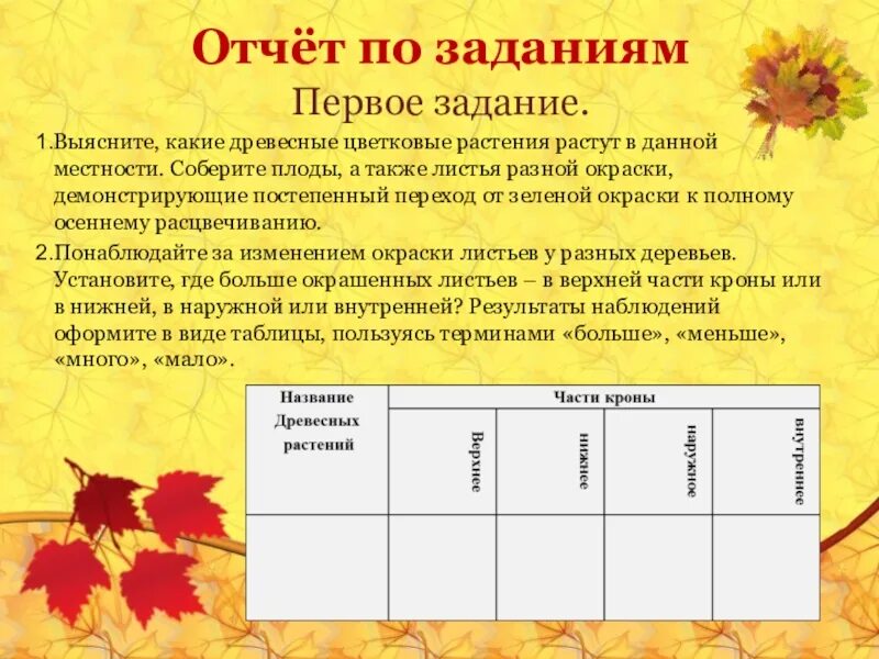 Образование и рост листьев